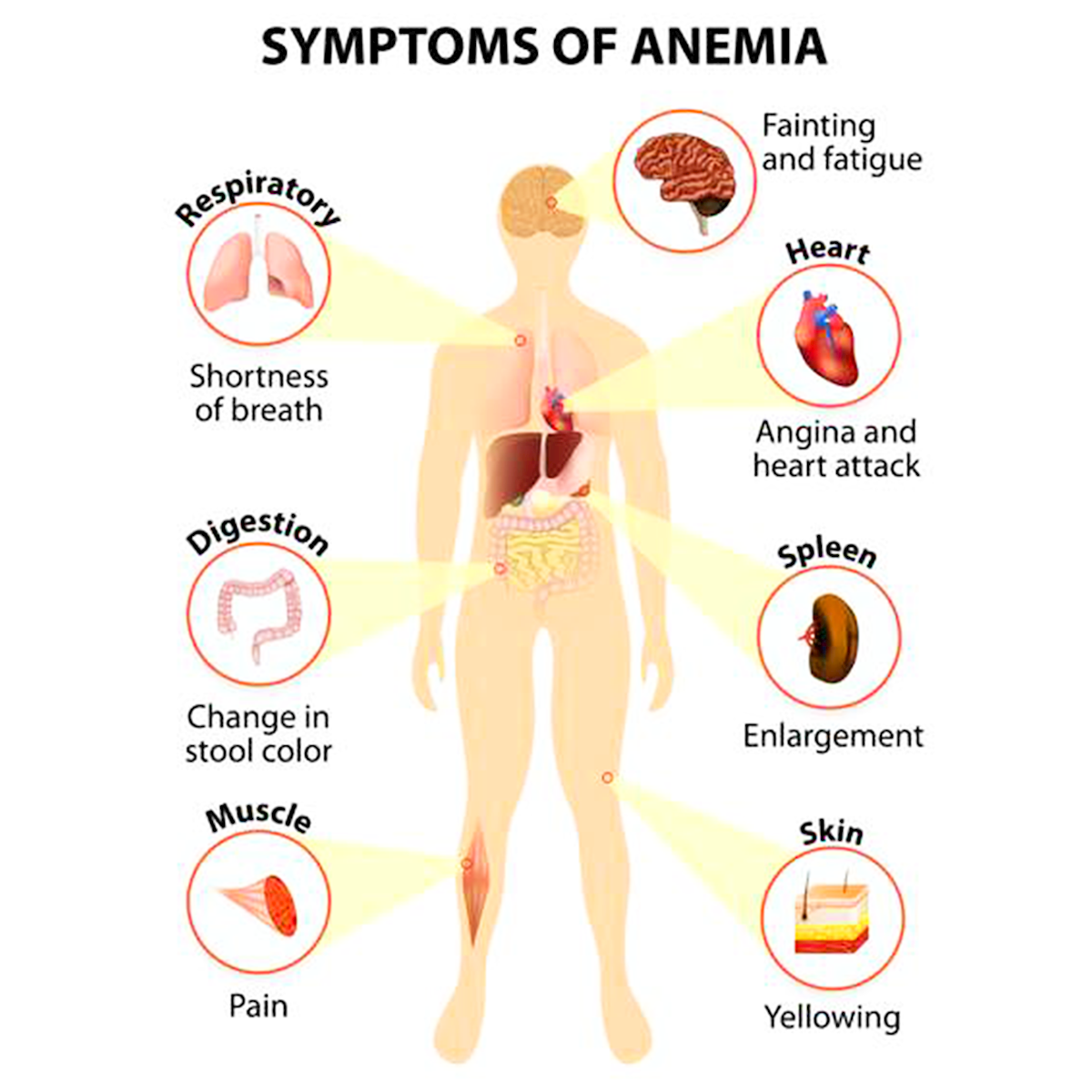 LifeServe_Transfusion Guidelines_9.3_IMG20