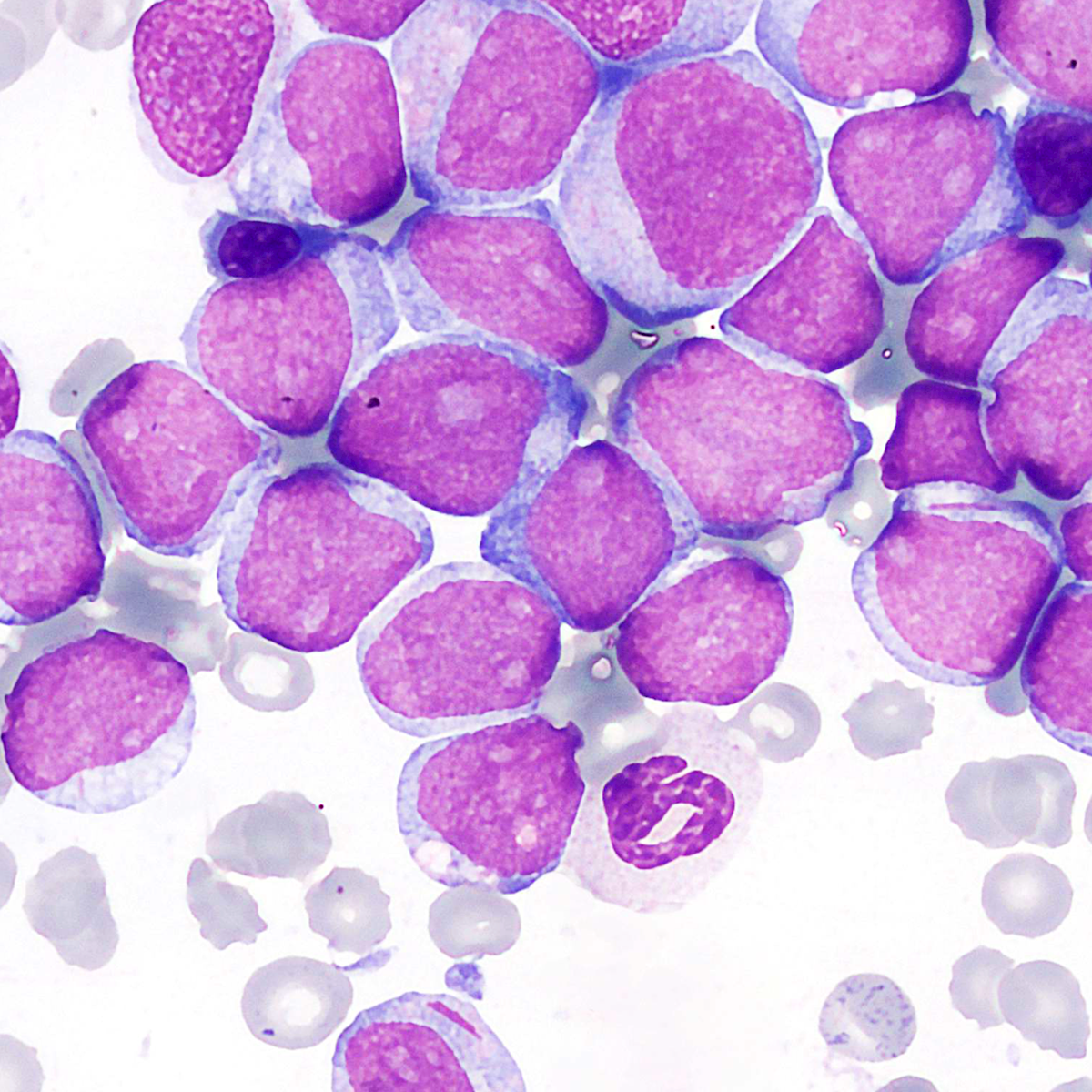 LifeServe_Transfusion Guidelines_9.3_IMG31