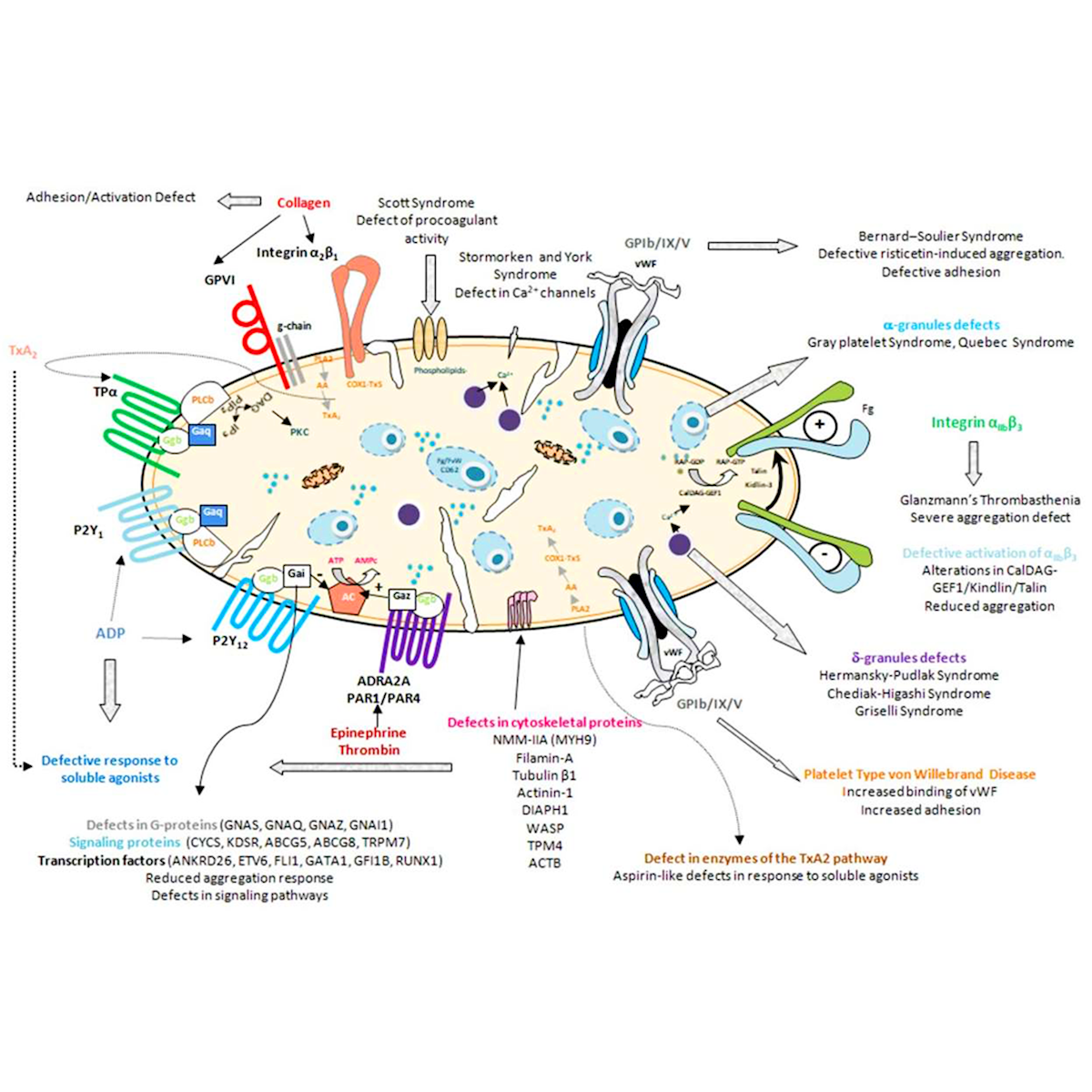 LifeServe_Transfusion Guidelines_9.3_IMG37
