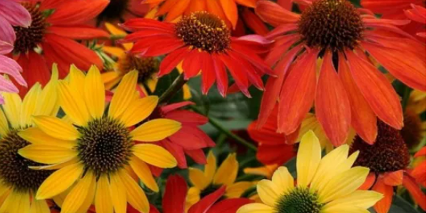 Coneflower
