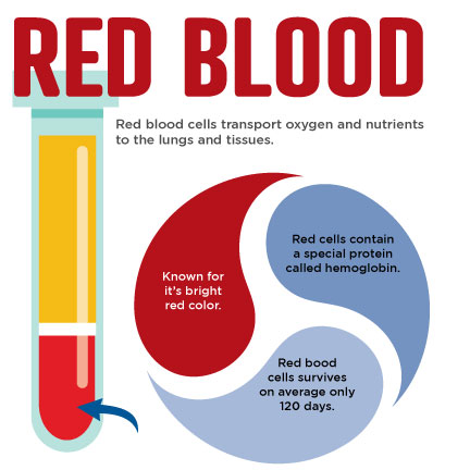 what are red blood cells